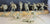 Conte Roman at War Barbarians Vikings Set 1 Gray/Green