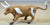 CTS Painted Western Longhorn Cows Steers