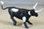 CTS Painted Western Longhorn Cows Steers