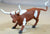 CTS Painted Western Longhorn Cows Steers