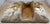 Atherton CTS Painted WWII Tank Bunker Japanese Pacific War
