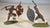Conte Painted Zulus Warriors Rorke's Drift Zulu War - Lot 5
